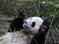 Pandas (029)